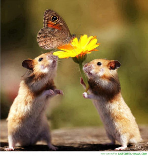 pug dog puppy wearing slippers cute animals wild wildlife species ...