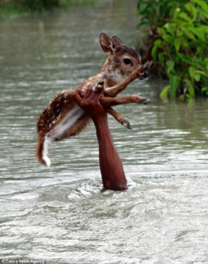 ... risked his own life to save a helpless baby deer from drowning