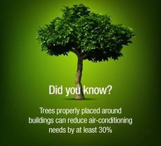 one more reason why we should plant more ‪#‎trees‬ in our ...