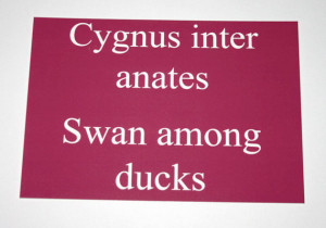 REDUCED PRICE! Latin Quote Postcard - Pink - Swan Among Ducks