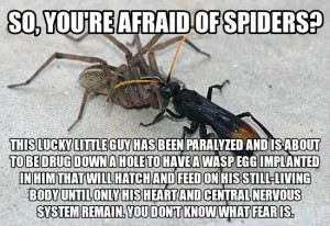 Giant Scary Spiders Memes Giant Scary Spiders Memes