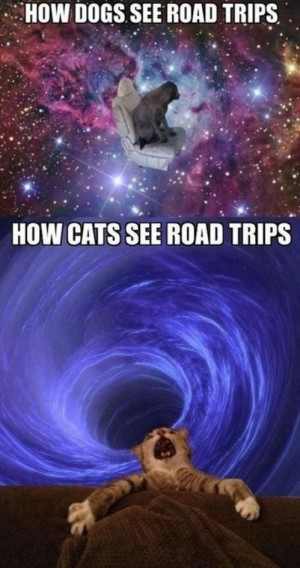 ... Road Trip AwesomeDogs Cat, Pets, Road Trips, So True, Funny Stuff