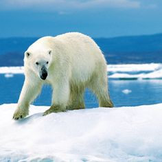 Save the Polar Bears. ...