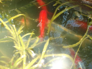 CONNECTING SINGLES ® FORUMS