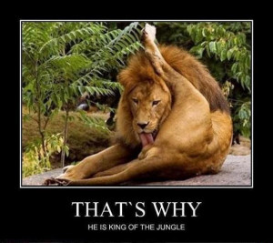Warum der Löwe der König des Dschungels ist