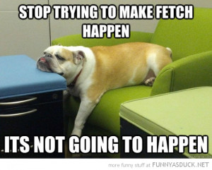 lazy dog animal head table stop trying to make fetch happen funny pics ...