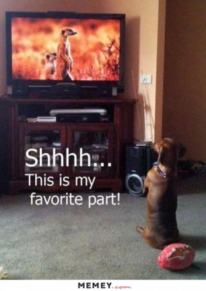 funny dachshund dog sitting television