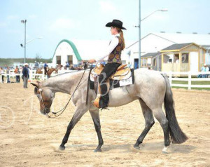 ... Sale- HIGH QUALITY AQHA at the Horse Classifieds forum - Horse Forums