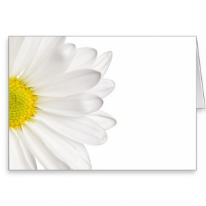 White Daisy Flower Background Customized Daisies Greeting Cards