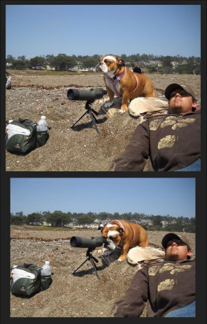 funny dog pictures, cute dog pictures, dog pictures, curious dog ...