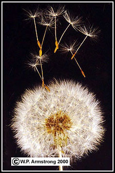 Plants using water to disperse their seeds may exhibit the following ...