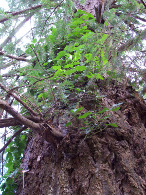 Old Douglas-fir with English Ivy infestation