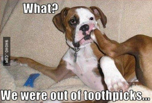 Pictures of boxers dogs-funny boxer dog | FuNnY pIcTuRe GaLlErY