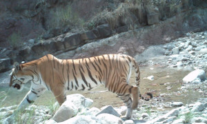 http://worldwildlife.org/stories/more-tigers-in-nepal