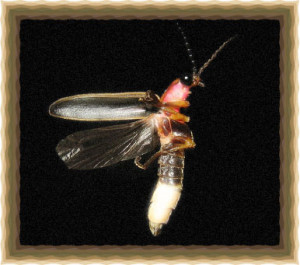 Firefly Insect Quotes http://kootation.com/firefly-facts.html