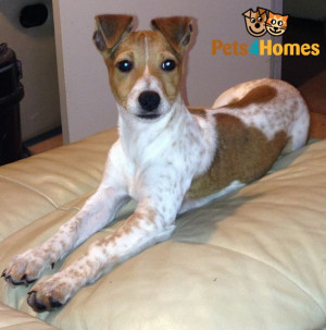 years ago For Sale Dogs Jack Russell Gloucester