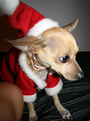 Related Pictures Chihuahua...