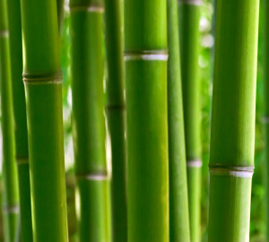 How To Dry Bamboo Stalks