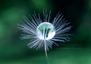 Water Drop Photography – Clear and Gentle World View