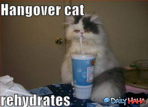 Hangover_Cat_Funny_picture