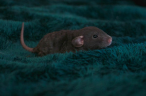 rats rat pet rat ratties pet rats baby rat dumbo rat rex rat