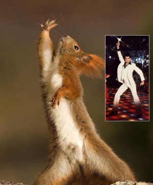 Funny Pictures / Funny Squirrels In Action