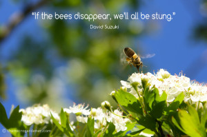 If the bees disappear we'll all be stung - David Suzuki quote