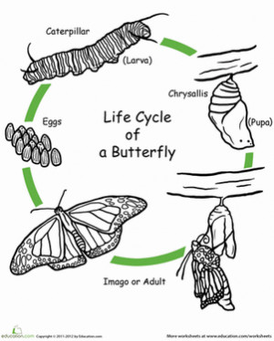 ... life cycling butterflies worksheets life cycles caterpillar