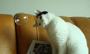 Kind of makes me want to blow bubbles for my cats.