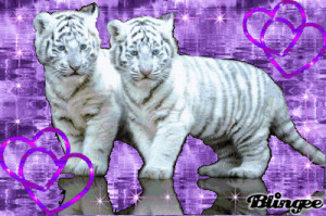 Two White Tiger Cubs