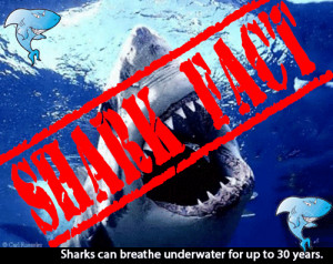 Fun Animals Quotes Shark Week