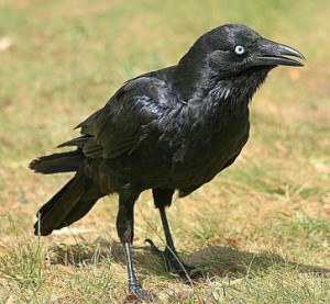 Little Raven - found in Australia