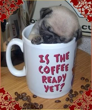 ... pug pictures, cute pug puppies, creative pug memes and other adorable