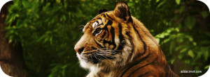 9162-bengal-tiger.jpg