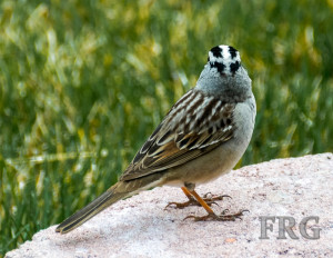 Re: Birders? Anyone?