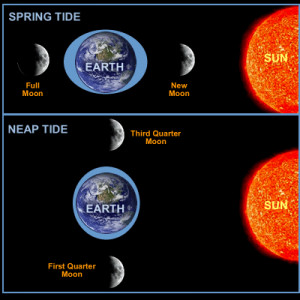 The relative location of the Moon and Sun during spring and neap tides ...