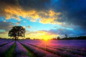 ... sky over vibrant ripe lavender fields in English countryside landscape