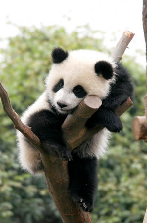 really love the Pandas. Please check out my website thanks. www ...