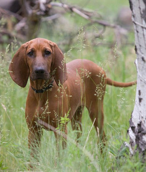 Where The Red Fern Grows Redbone Coonhound
