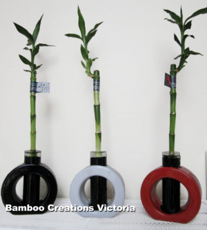 ... lucky bamboo size d chinese water bamboo chinese lucky bamboo pot size