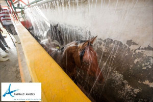 Slaughter in Mexico | Animals' Angels Investigation at horse slaughter ...