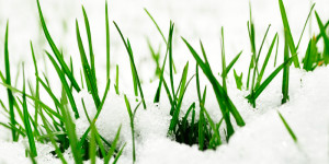 Early Spring Landscape Care Tips