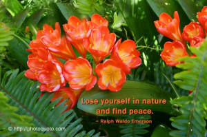 Lose yourself in nature and find peace. ~ Ralph Waldo Emerson