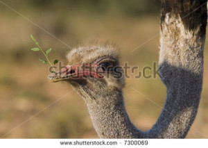 Close up of an ostrich feeding on plants - stock photo