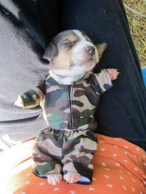here is a very funny puppy dog wearing a funny army guy costume he ...