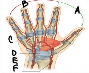 Lingual Artery E ulnar artery