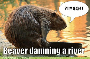 Funny Beaver Jokes Beaver damn. may 5, 2014 7pm