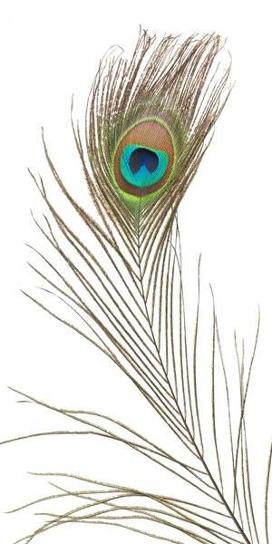 quotes about peacock feathers