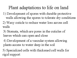 Plant Adaptation picture