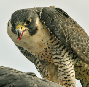 Quote of the Day: A tethered falcon suddenly unhooded, poem by Hafiz
